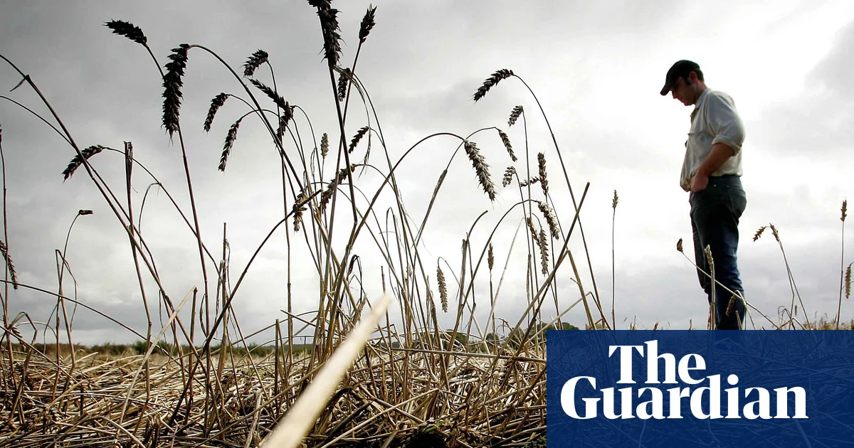 One year’s worth of bread lost in UK to wrecked harvests since 2020, report finds | Extreme weather